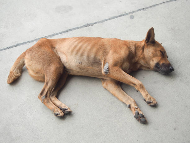 istock the dog sleeping on cement floor 647224894