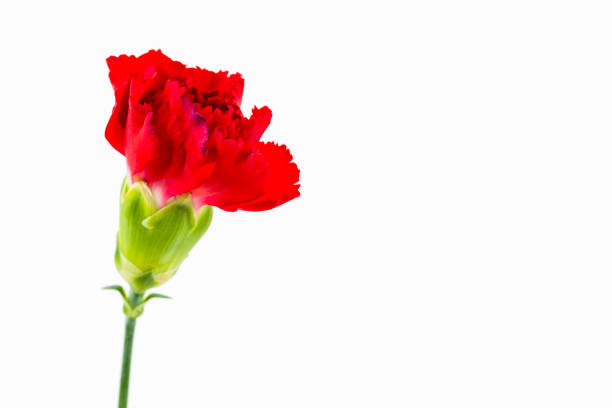 istock beautiful dianthus flower isolated on white background 647225026