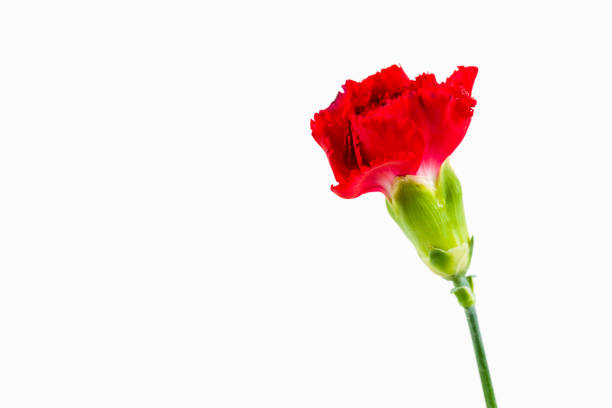 istock beautiful dianthus flower isolated on white background 647225258