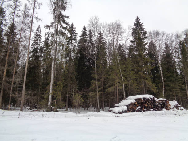 istock Winter forest before the spring. Wild nature of Russia 647225304