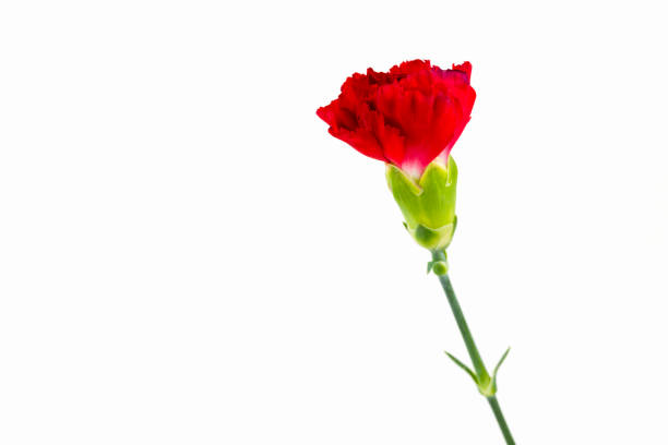 istock beautiful dianthus flower isolated on white background 647225336