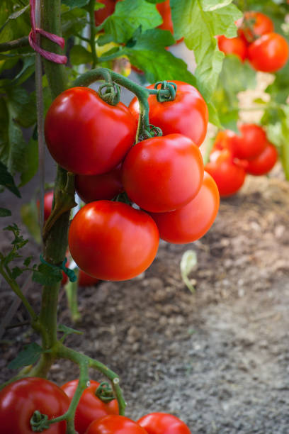 istock Ripe organic tomatoes in garden ready to harvest 647225368