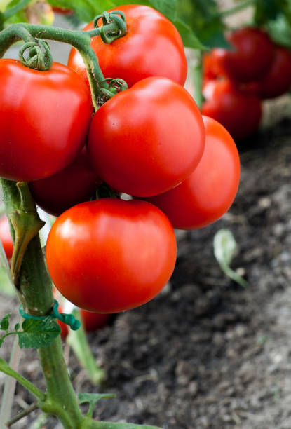 istock Ripe organic tomatoes in garden ready to harvest 647228196