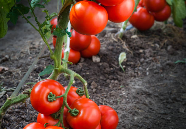 istock Ripe organic tomatoes in garden ready to harvest 647228306