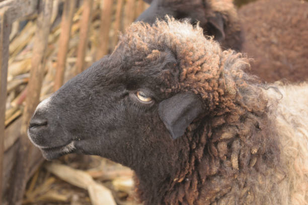 istock dark sheep's head from side point of view 647228374
