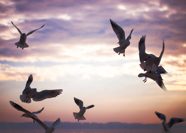 istock Group of seagulls are flying in sunset time 647231954
