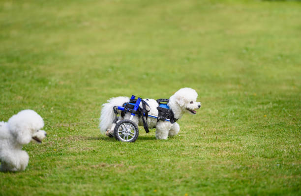istock Poodle on a wheelchair 647231980