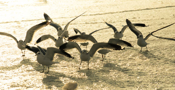 istock Seagulls at the sea. 647232274
