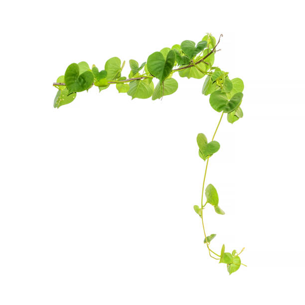 istock Vine Branch, Vine leaves on white background 647236382