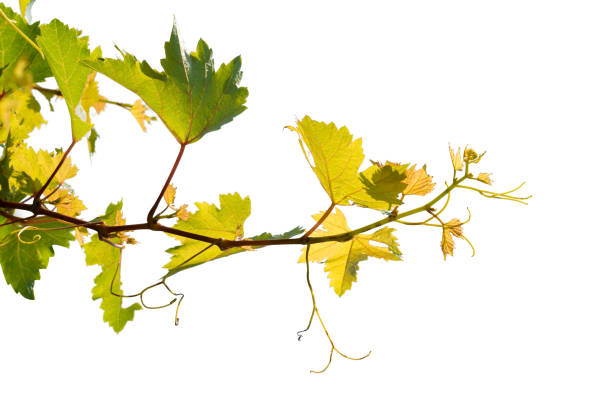 istock vine branch leaves isolated on white background 647238404