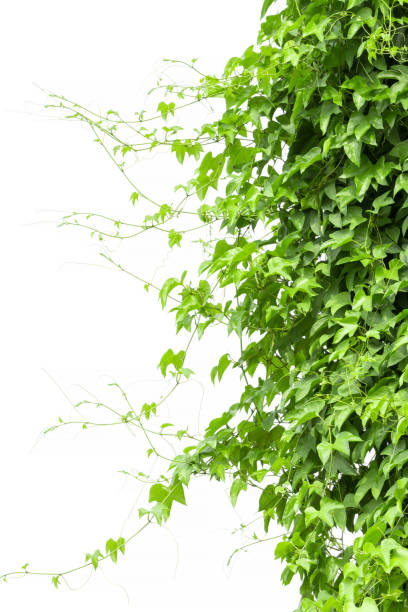 istock Vine Branch, Vine leaves on white background 647238462