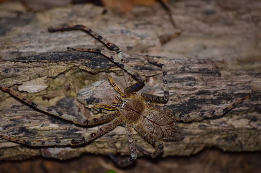 A large huntsman spider camouflages itself on some bark. The deadly spider is near impossible to spot