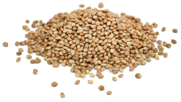 istock Seeds of Cannabis or hemp 647243628