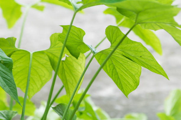 istock close up green plant leaves 647246942