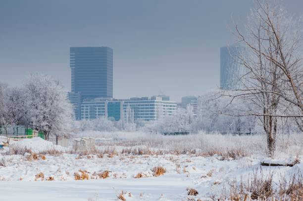 istock Marsh Area with Fosty Winter Trees 647250240