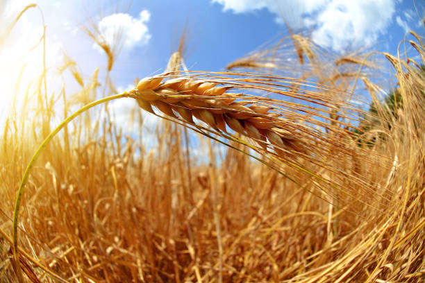 istock Field with ripe barley ears 647251974