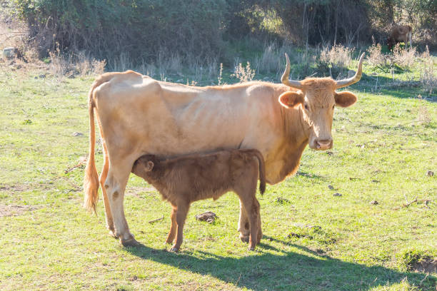 istock Calf sucking on her mother's udder 647252208