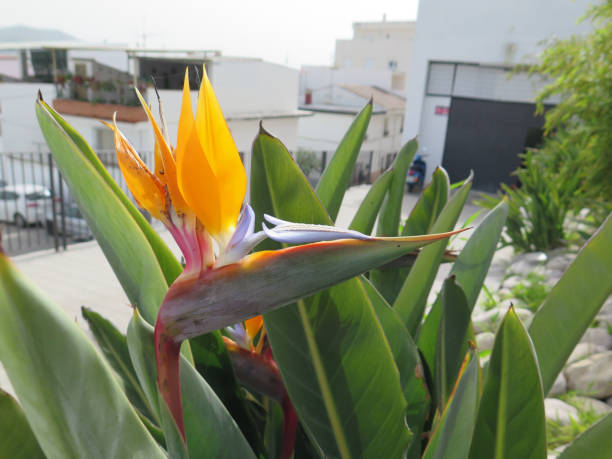 istock Flowering Strelizia plant 647252510