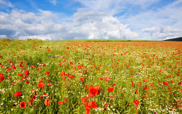 istock Beautiful poppy field and blue sky 647255576