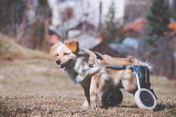 istock Dog with wheelchair 647255822