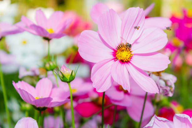 kosmos blumen  - schmuckkörbchen stock-fotos und bilder