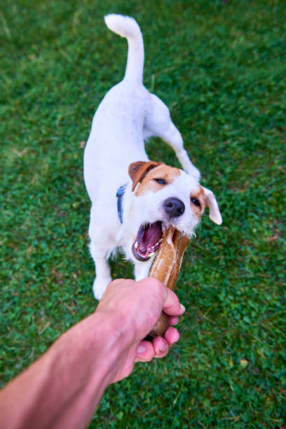istock Parson Terrier dog sitting, looking and waiting for bone 647258550