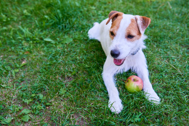 istock Parson Russell Terrier puppy dog playing with apple 647258730