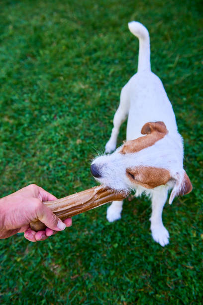 istock Parson Terrier dog sitting, looking and waiting for bone 647258734