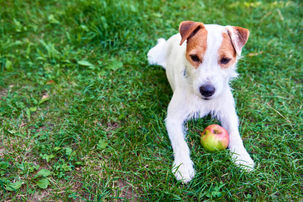 istock Parson Russell Terrier puppy dog playing with apple 647259164