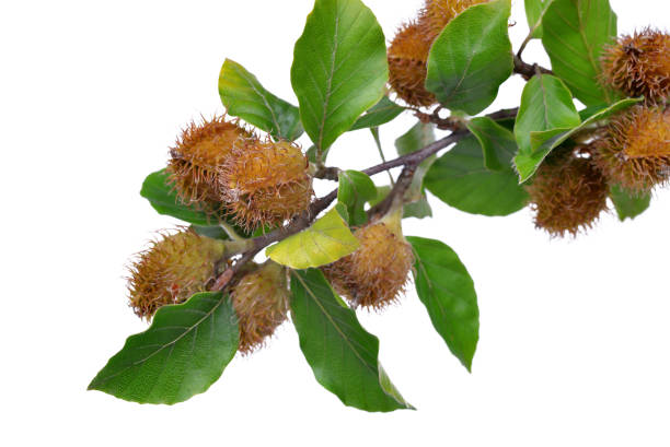 beech branch with beechnuts - beech tree leaf isolated branch imagens e fotografias de stock