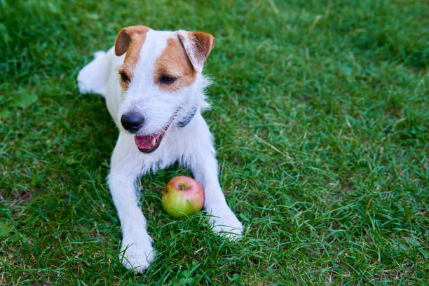istock Parson Russell Terrier puppy dog playing with apple 647259226