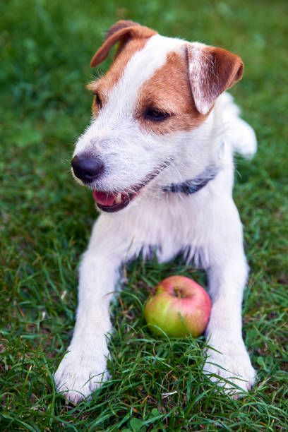 istock Parson Russell Terrier puppy dog playing with apple 647259244