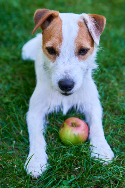 istock Parson Russell Terrier puppy dog playing with apple 647259256