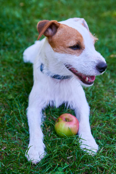 istock Parson Russell Terrier puppy dog playing with apple 647259278