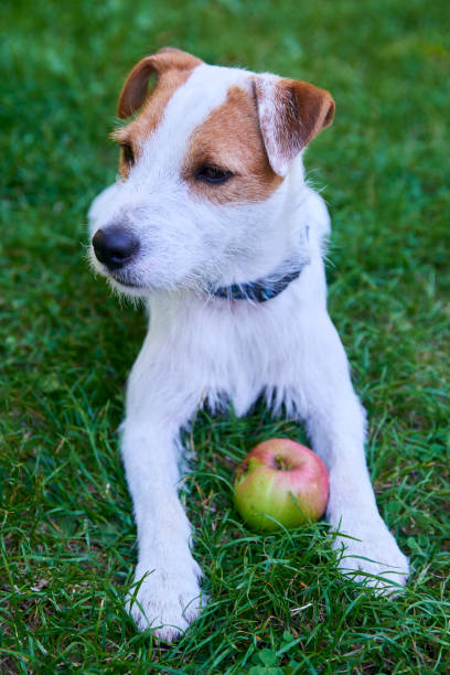 istock Parson Russell Terrier puppy dog playing with apple 647259344