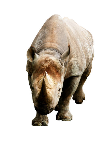 istock Rhinoceros on a white background 647259374