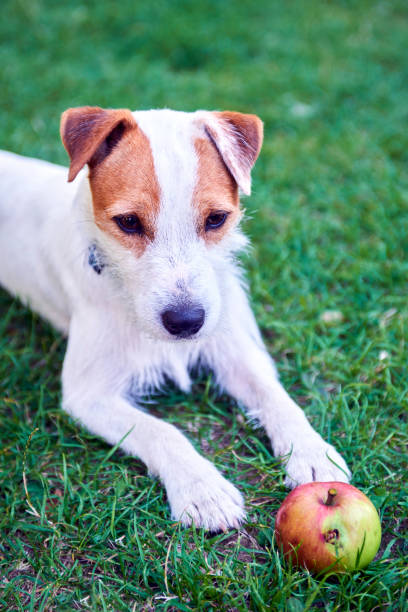 istock Parson Russell Terrier puppy dog playing with apple 647259376