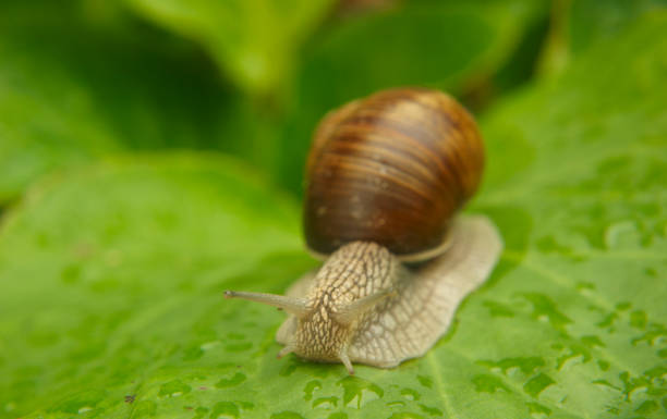 istock Snail crawling in the garden on green leaf 647260994