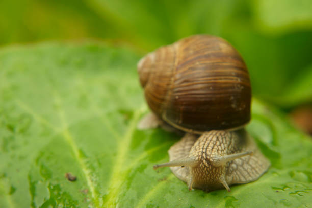 istock Snail crawling in the garden on green leaf 647261046
