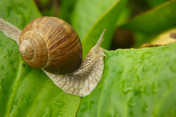 istock Snail crawling in the garden on green leaf 647261234