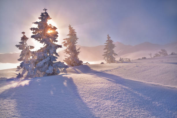 istock Frozen tree in the morning in Tatra mountain. West Tatra 647270468
