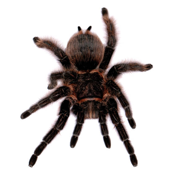 istock lasiodora parahybana 647273078
