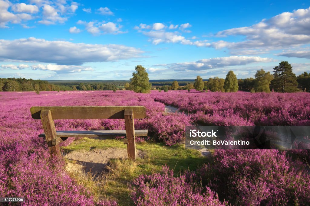 heather pink heather landscape with a blue sky Lüneburg Heath Stock Photo
