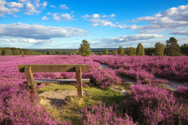 heather pink heather landscape with a blue sky lüneburg heath stock pictures, royalty-free photos & images