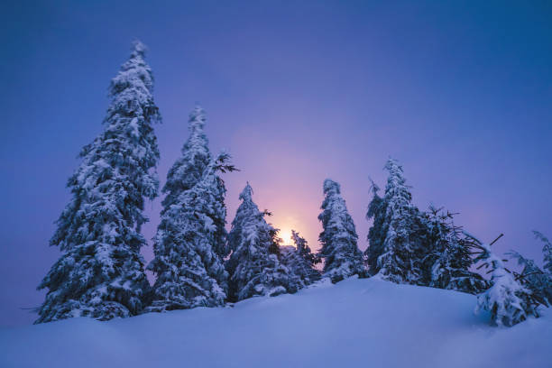 istock Winter forest covered by snow at night with moon 647274130