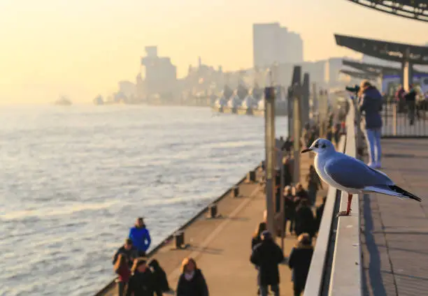 Promenade in the port of Hamburg with a seagull sitting on a railing in front and people walking by.