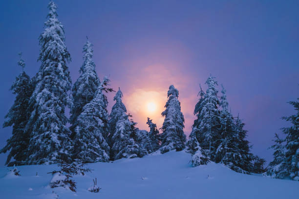 istock Winter forest covered by snow at night with moon on sky 647281138