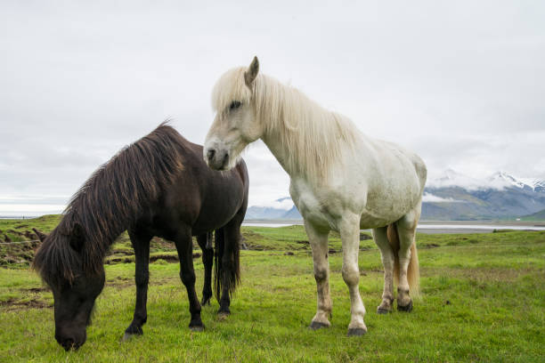 istock Cute icelandic horse in the wild 647281412