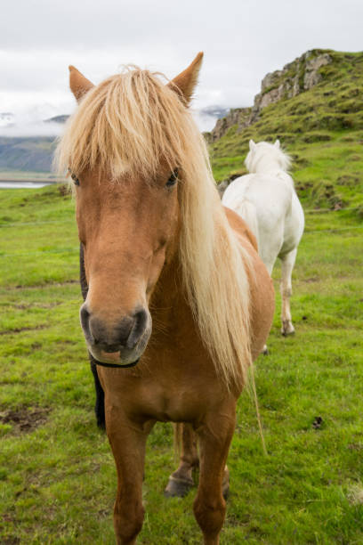 istock Cute icelandic horse in the wild 647281434
