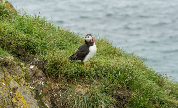 istock Cute common puffin bird in Iceland 647281486